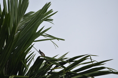 Pycnonotus jocosus pattani