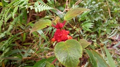 Gesnerieae