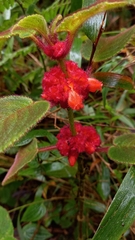 Gesnerieae