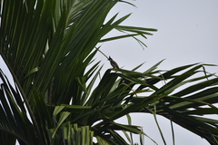 Pycnonotus jocosus pattani