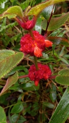 Gesnerieae