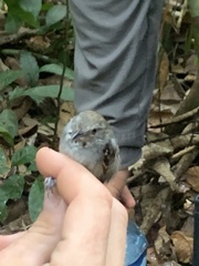 Epinecrophylla leucophthalma