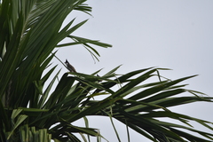 Pycnonotus jocosus pattani