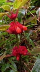 Gesnerieae