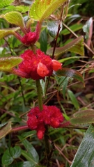 Gesnerieae