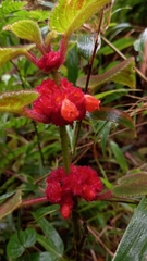 Gesnerieae