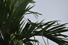 Pycnonotus jocosus pattani