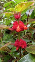 Gesnerieae