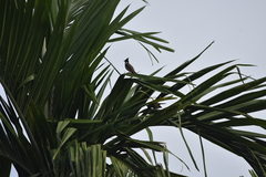 Pycnonotus jocosus pattani