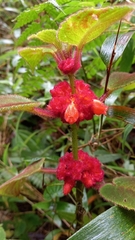 Gesnerieae
