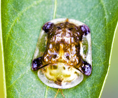 Helocassis testudinaria