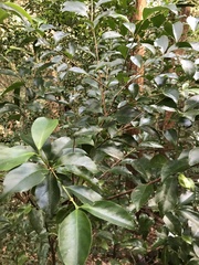 Syzygium hemilampra