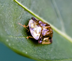 Helocassis testudinaria