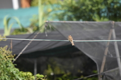 Passer montanus malaccensis