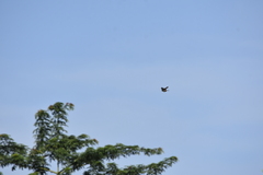 Pycnonotus jocosus pattani