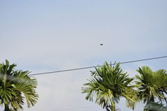 Pycnonotus jocosus pattani