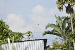 Pycnonotus jocosus pattani