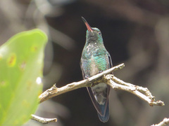 Saucerottia saucerottei