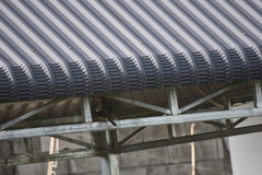 Pycnonotus goiavier jambu