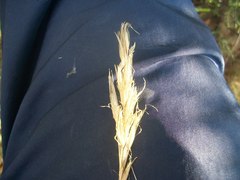 Pseudopentameris macrantha