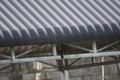 Pycnonotus goiavier jambu