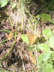Argynnis paphia