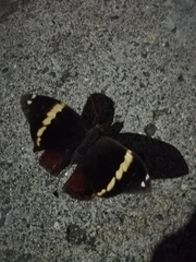 Opsiphanes tamarindi