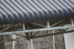 Pycnonotus goiavier jambu