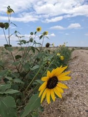 Helianthus annuus