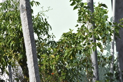 Pycnonotus goiavier jambu