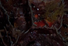 Pavoclinus profundus