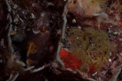 Pavoclinus profundus