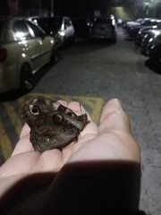 Opsiphanes tamarindi