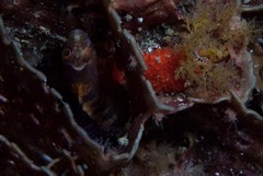 Pavoclinus profundus