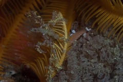 Macropodia falcifera