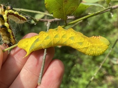 Clanis bilineata