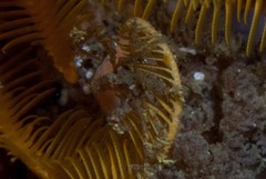 Macropodia falcifera