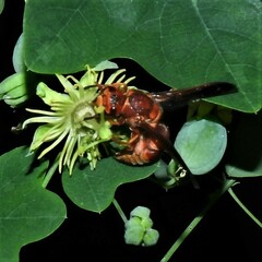 Euodynerus pratensis