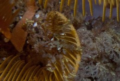 Macropodia falcifera