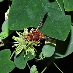 Euodynerus pratensis