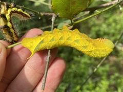 Clanis bilineata