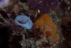 Polycera sp-a