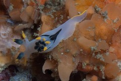 Polycera sp-a