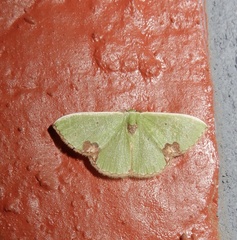 Comibaena integranota