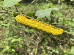 Clanis bilineata