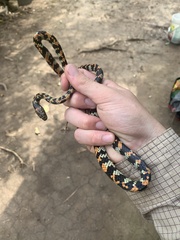 Siphlophis cervinus