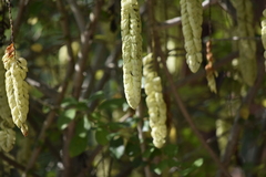Gmelina
