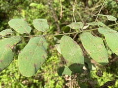 Clanis bilineata