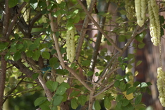 Gmelina