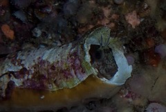 Chalaroderma ocellata